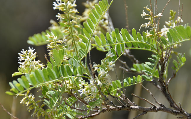 Eysenhardtia orthocarpa, Tahitian Kidneywood, Southwest Desert Flora